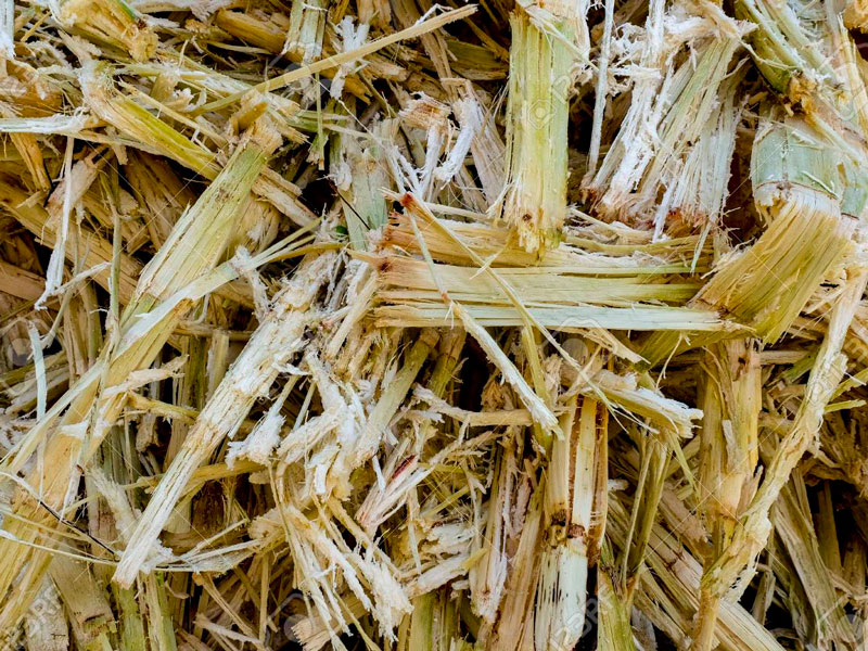 bagasse