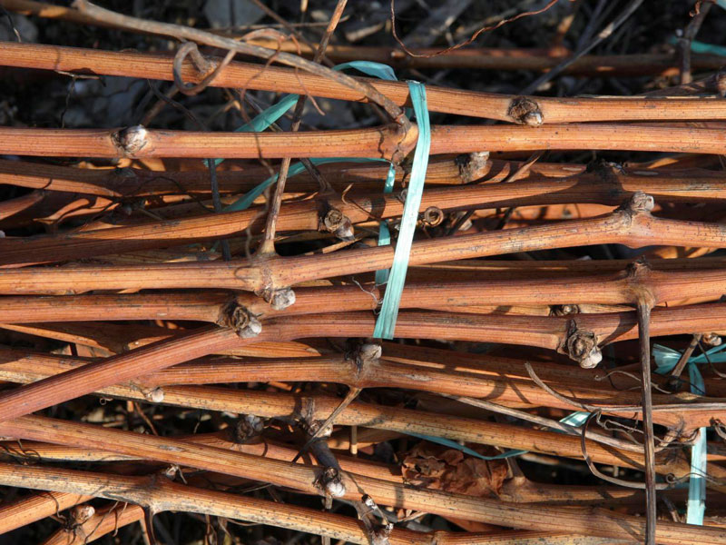 Déchets de vigne